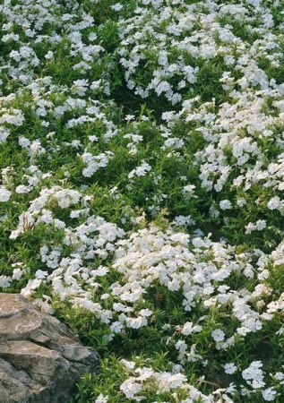 PHLOX subulata Maischnee